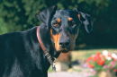 Dobermann