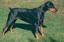 Dobermann