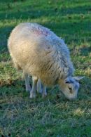 Denham sheep