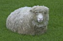 Avebury sheep