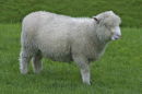 Avebury sheep