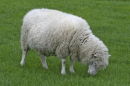 Avebury sheep