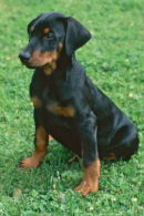 Dobermann