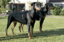 Dobermann