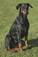 Dobermann