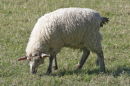 Denham sheep