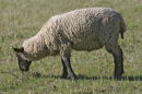 Denham sheep