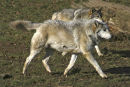 European wolf