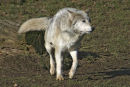 European wolf