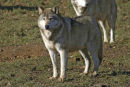European wolf
