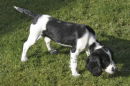 Springer spaniel