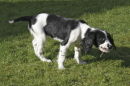 Springer spaniel