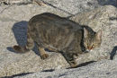 Corsican cat