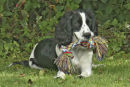 Springer spaniel