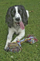 Springer spaniel