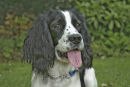 Springer spaniel