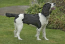Springer spaniel