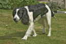 Springer spaniel