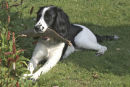 Springer spaniel