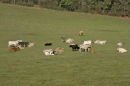 Somerset cattle