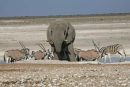 Namibian wildlife