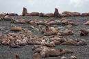 Colony of seals