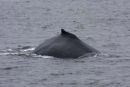 Humpback whale