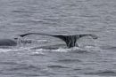 Humpback whale