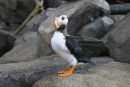 Puffin