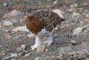 Ptarmigan