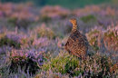 Red Grouse in Heather
