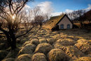 Turf Church