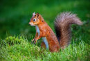 Red Squirrel