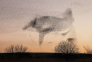 Starling sunset