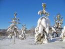 Snow Trees 2