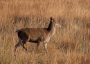 Rannoch Deer