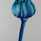 Seed Head Blues