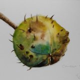 Conker
