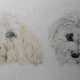 Thea and Biscuits SOLD