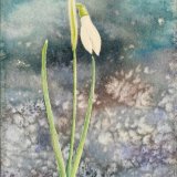 Snowdrop