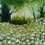 Cow Parsley near Jims. SOLD