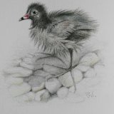 Moorhen Chick on the River Slea. SOLD.