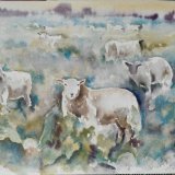 What Are Ewe Looking At