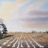 Field with puddles and crows