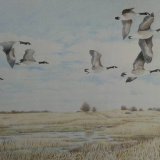 Fly Past - Canada Geese over Gibraltar Point