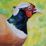 Mr Pheasant