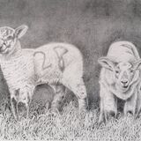 Two Lambs