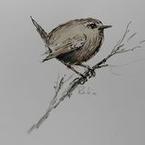 wren