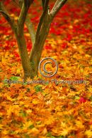Acer Leaves