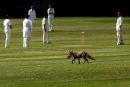 Harrow Cricket Club